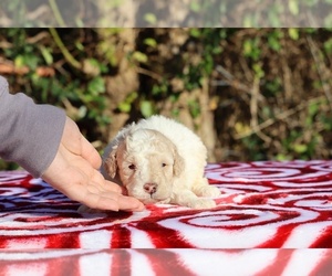 Poodle (Toy) Puppy for sale in DYERSBURG, TN, USA