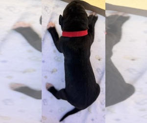 Great Dane Puppy for sale in MARSHVILLE, NC, USA