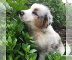 Small Photo #2 Australian Shepherd Puppy For Sale in LINDEN, TN, USA