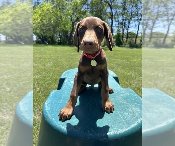 Medium Photo #13 Doberman Pinscher Puppy For Sale in BROOKFIELD, MO, USA