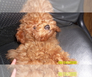 Poodle (Toy) Puppy for sale in DULUTH, GA, USA