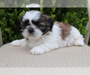 Shih Tzu Puppy for sale in SHILOH, OH, USA