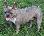 Small Photo #1 French Bulldog Puppy For Sale in OMAHA, NE, USA