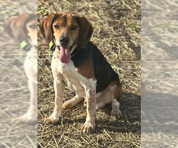 Medium Photo #10 Beagle Puppy For Sale in Dunnellon, FL, USA