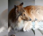 Small #3 Collie