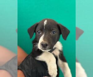 Border Collie-Unknown Mix Dogs for adoption in Visalia, CA, USA