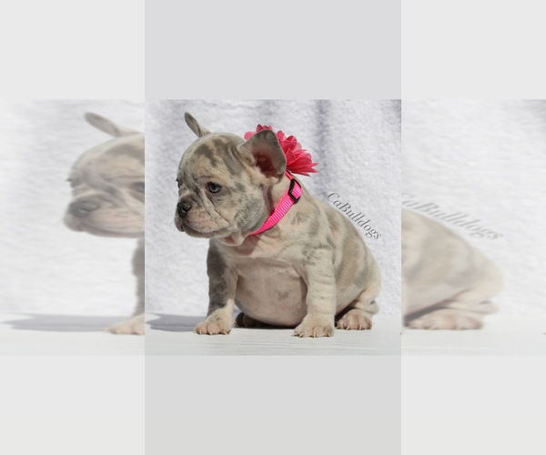 Medium Photo #2 French Bulldog Puppy For Sale in APPLE VALLEY, CA, USA