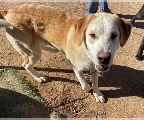 Medium Photo #9 Chesador Puppy For Sale in Apple Valley, CA, USA