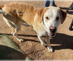 Small Photo #9 Chesador Puppy For Sale in Apple Valley, CA, USA