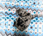 Small Photo #4 Aussiedoodle Puppy For Sale in SPARTA, MO, USA