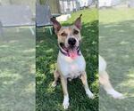Small #2 American Pit Bull Terrier-Staffordshire Bull Terrier Mix