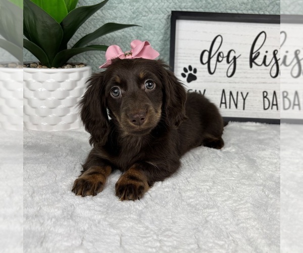 Medium Photo #5 Dachshund Puppy For Sale in FRANKLIN, IN, USA