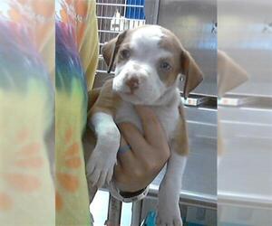 Medium American Pit Bull Terrier Mix