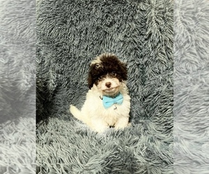 Cavapoo Puppy for sale in JEFFERSONVILLE, IN, USA