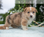 Small Photo #20 Pembroke Welsh Corgi Puppy For Sale in NEW CONCORD, OH, USA