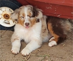 Miniature Australian Shepherd Puppy for sale in POPLARVILLE, MS, USA