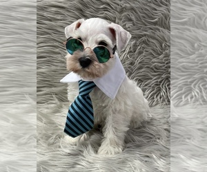 Schnauzer (Miniature) Puppy for sale in LEHIGH ACRES, FL, USA