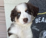 Puppy 5 Australian Shepherd