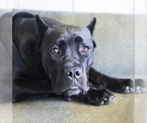 Mutt Dogs for adoption in San Antonio, TX, USA