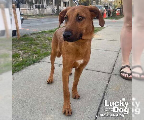 Medium Photo #5 Australian Shepherd-Unknown Mix Puppy For Sale in Washington, DC, USA