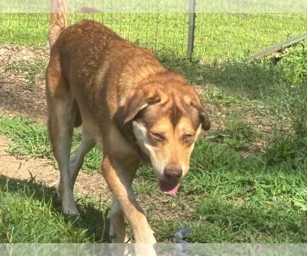 Medium Photo #5 Labrottie Puppy For Sale in Rustburg, VA, USA