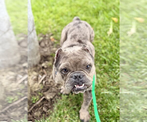 Medium Photo #7 Free-Lance Bulldog Puppy For Sale in Corona, CA, USA
