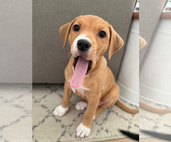 Medium Photo #4 Labrador Retriever-Unknown Mix Puppy For Sale in Plainfield, IL, USA