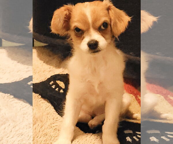 Medium Photo #1 Chilier Puppy For Sale in Sequim, WA, USA