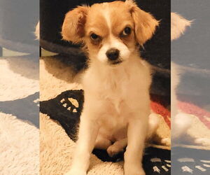 Chilier Dogs for adoption in Sequim, WA, USA