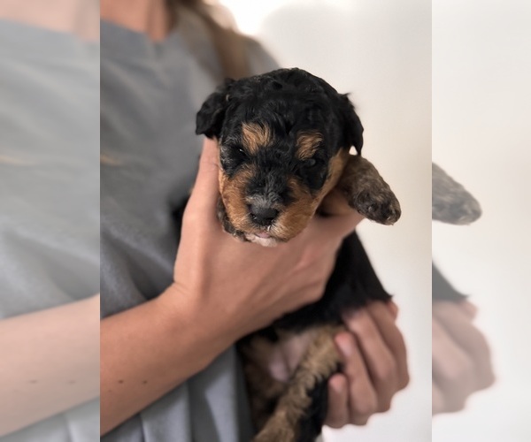 Medium Photo #47 Miniature Bernedoodle Puppy For Sale in AUBURNDALE, FL, USA