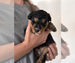 Small Photo #47 Miniature Bernedoodle Puppy For Sale in AUBURNDALE, FL, USA