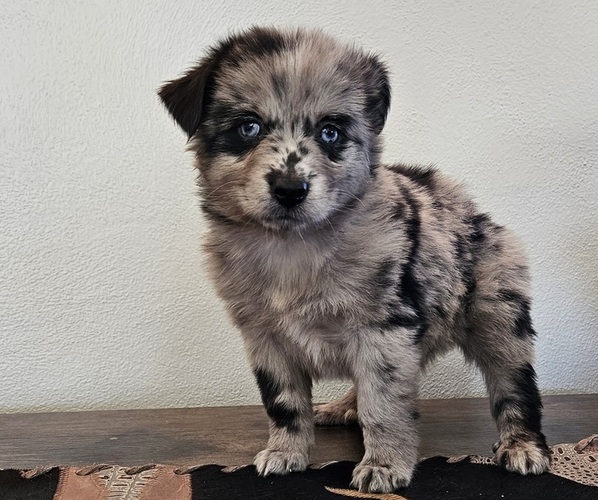 Medium Photo #1 Miniature Australian Shepherd Puppy For Sale in MILTON, WI, USA