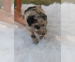Small Photo #3 Aussiedoodle Miniature -Unknown Mix Puppy For Sale in VAUGHN, MT, USA