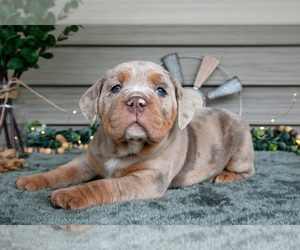 Beabull Litter for sale in MILLERSBURG, OH, USA