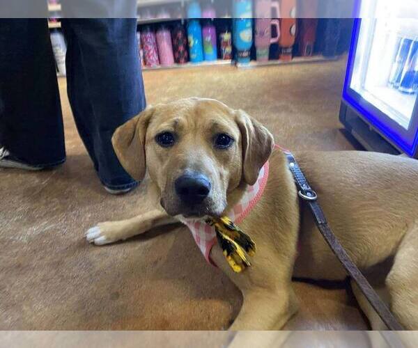 Medium Photo #14 Mutt Puppy For Sale in Utica, NY, USA