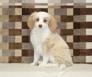 Bernedoodle (Miniature) Puppy for sale in DENVER, PA, USA