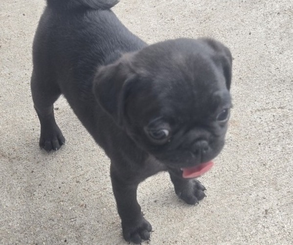 Medium Photo #4 Pug Puppy For Sale in RICHMOND, TX, USA