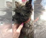 Small Photo #5 Cairn Terrier Puppy For Sale in MANSFIELD, MO, USA