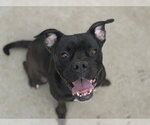 Small #1 American Bulldog Mix