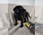 Small #14 Labrador Retriever