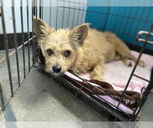 Cairn Terrier-Unknown Mix Dogs for adoption in Waco, TX, USA