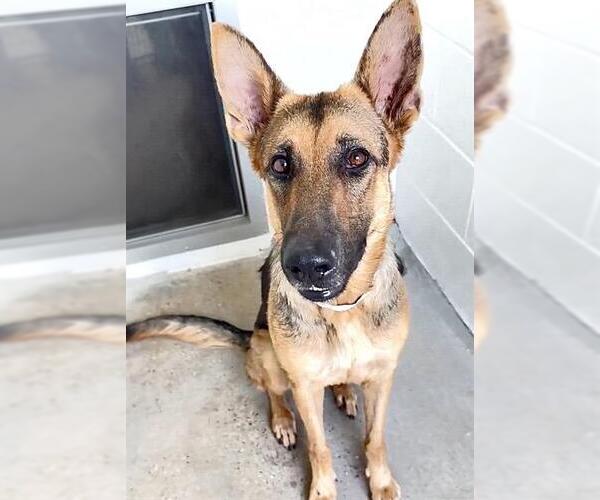 Medium Photo #3 German Shepherd Dog Puppy For Sale in Houston, TX, USA