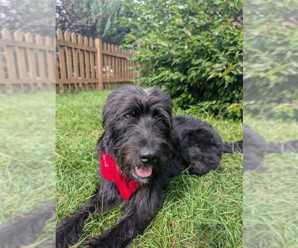 Medium Photo #3 Labrador Retriever-Unknown Mix Puppy For Sale in Minneapolis, MN, USA