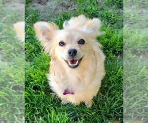 Cockerhuahua Dogs for adoption in Corona, CA, USA