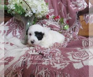 Poochon Puppy for sale in LE MARS, IA, USA