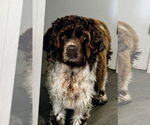 Small #1 Cocker Spaniel