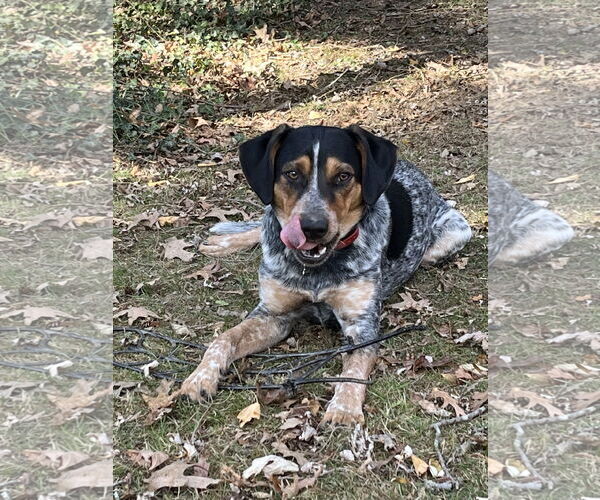 Medium Photo #2 Mutt Puppy For Sale in Forest, VA, USA