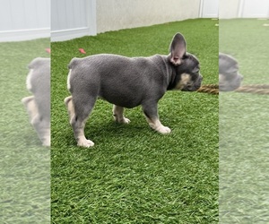 French Bulldog Puppy for sale in CORAL SPRINGS, FL, USA