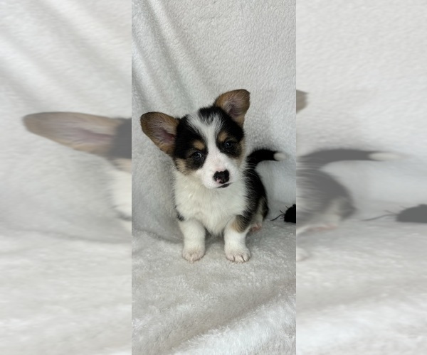 Medium Photo #1 Pembroke Welsh Corgi Puppy For Sale in GREENFIELD, IN, USA