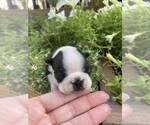 Small #8 Boston Terrier